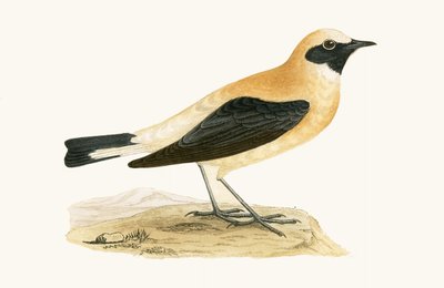 Russet Wheatear，来自查尔斯·罗伯特·布里（1811-86）的“不列颠群岛未观察到的欧洲鸟类历史”的插图，1867年出版 作者 英语学校
