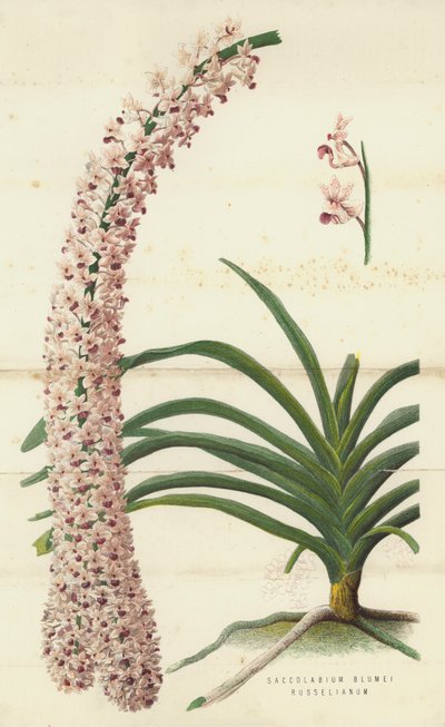 Saccolabium Blumei Russelianum (chromolitho) 作者 英语学校