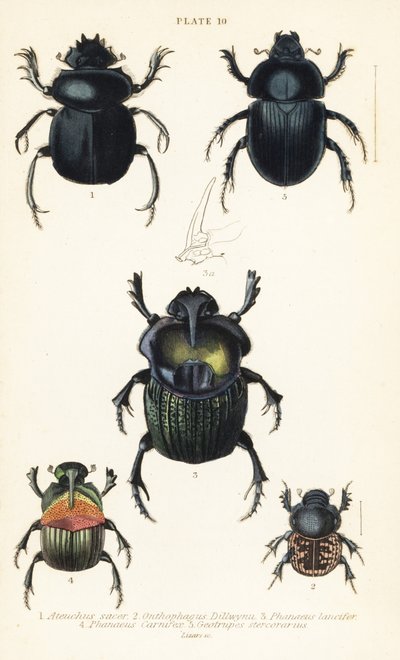 Sacred scarab beetle, Scarabaeus sacer 1, dung beetles, Onthophagus nuchicornis 2, Coprophanaeus lancifer 3, Sulcophanaeus carnifex 4, and earth-boring dung beetle, Geotrupes stercorarius 5 作者 英语学校
