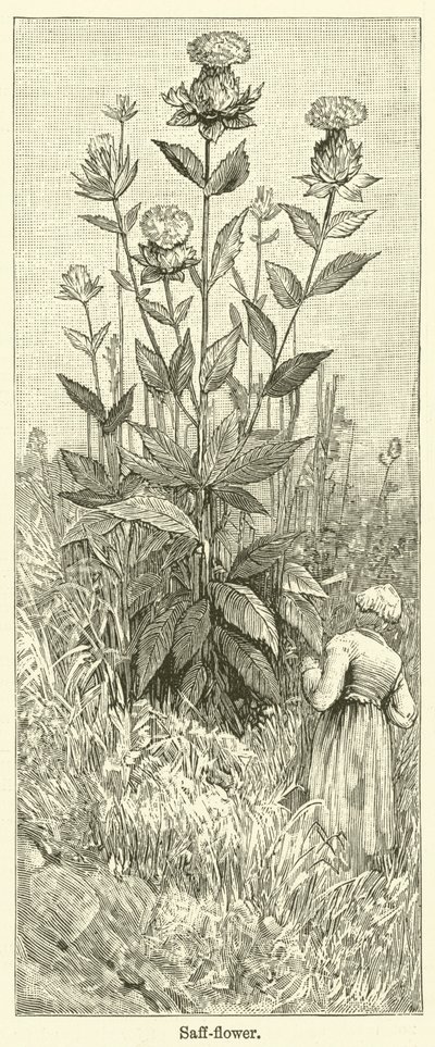 红花（雕刻） 作者 英语学校