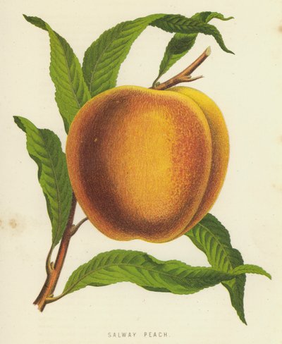 Salway Peach 作者 英语学校