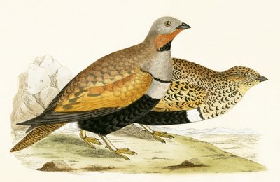 Sand Grouse，来自“不列颠群岛未观察到的欧洲鸟类历史”的插图作者：Charles Robert Bree（1811-86），1867年出版 作者 英语学校