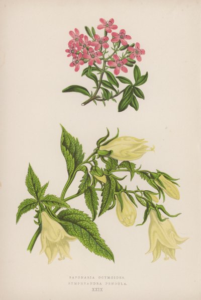 Saponaria Ocymoides; Symphyandra Pendula (color litho) 作者 英语学校