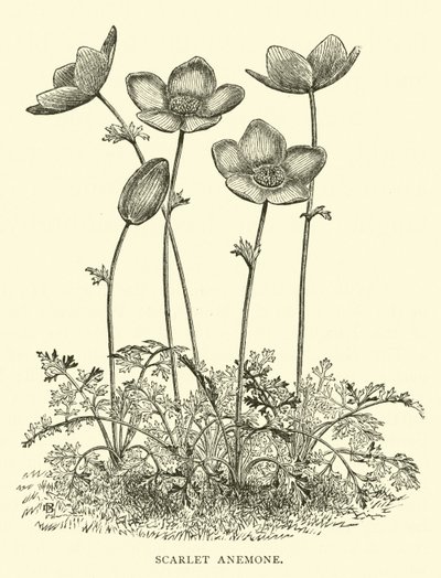 猩红色的银莲花 作者 英语学校
