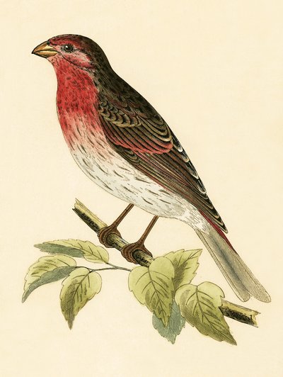 猩红色红腹灰雀，由查尔斯·罗伯特·布里（1811-86）于1867年出版的“不列颠群岛未观察到的欧洲鸟类历史”中的插图 作者 英语学校