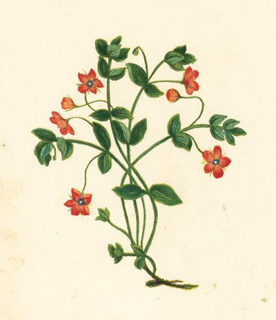 猩红萍蓬，Anagallis Arvensis（彩色石版画） 作者 英语学校