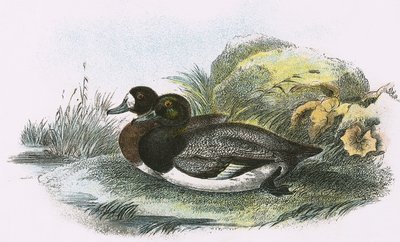 Scaup Duck 作者 英语学校