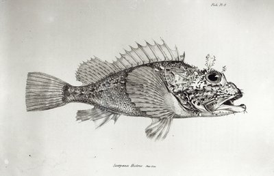 Scorpion Fish，来自查尔斯达尔文的“HMS Beagle航行动物学”，1832-36页 作者 英语学校