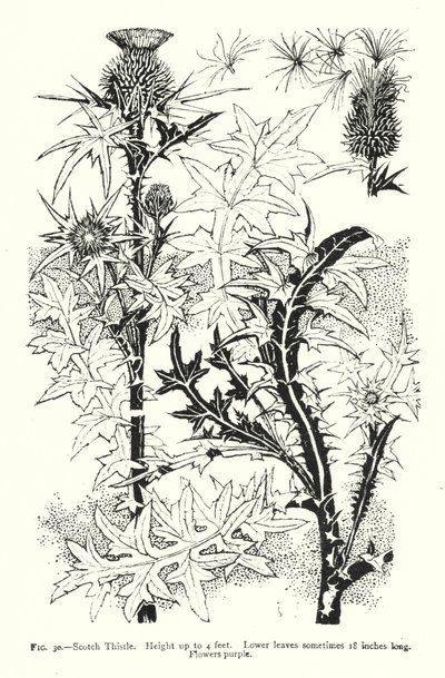 苏格兰蓟；高度可达4英尺；下部的叶子有时有18英寸长；花是紫色的（雕刻）。 作者 英语学校