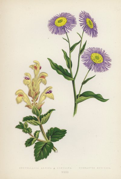 Scutellaria Alpina B Lupulina; Stenactis Speciosa（彩色石版画） 作者 英语学校