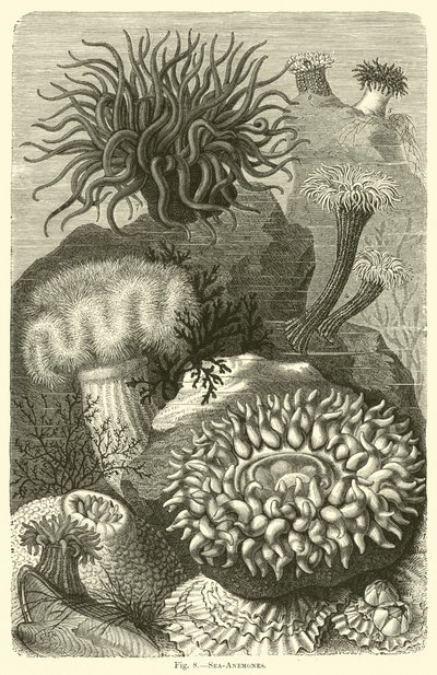 海海葵 作者 英语学校