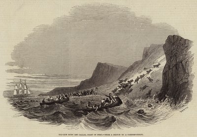 Sea-Lion hunt off Callao, Coast of Peru (engraving) 作者 英语学校