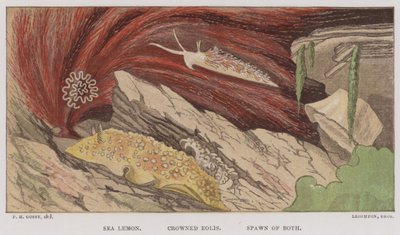 海柠檬、冠蝶、两者的后代（彩色石版画） 作者 英语学校