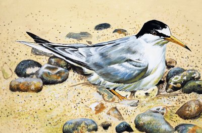 海鸟（牡蛎捕手） 作者 英语学校