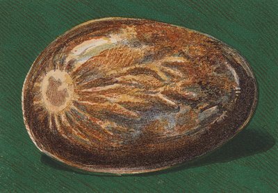 海滨卵石（彩色石版印刷） 作者 英语学校