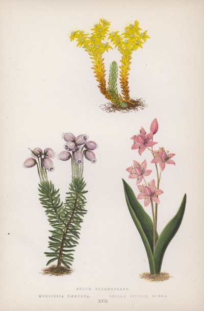 景天； Menziesia Caerulea; Scilla Bifolia Rubra（彩色石版画） 作者 英语学校