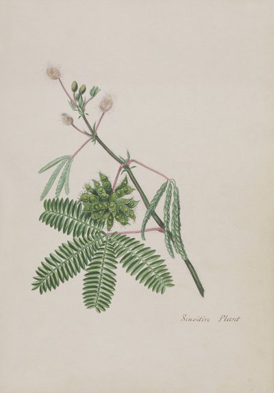 敏感植物，诗集，石墨图纸和水彩画插图，c.1828（纸上wc） 作者 英语学校