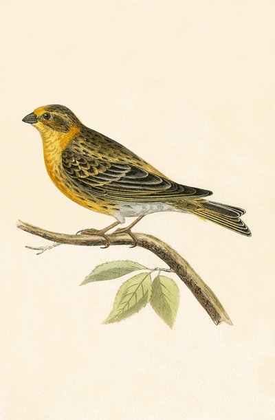 Serin Finch，来自查尔斯·罗伯特·布里（1811-86）的“不列颠群岛未观察到的欧洲鸟类历史”的插图，1867年出版 作者 英语学校