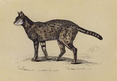 薮猫（彩色印刷） 作者 英语学校