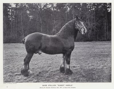 Shire Stallion“Buscot Harold”（石版画） 作者 英语学校