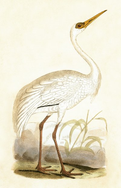 西伯利亚鹤，查尔斯·罗伯特·布里（1811-86）于1867年出版的“不列颠群岛未观察到的欧洲鸟类历史”中的插图 作者 英语学校