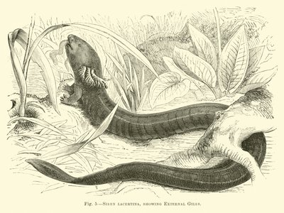 Siren lacertina，显示外部鳃 作者 英语学校