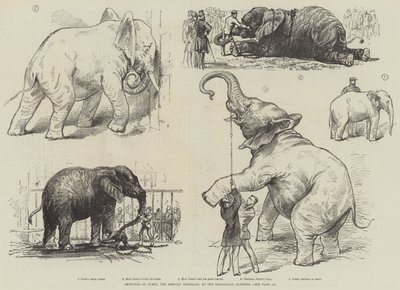 动物园里的巨型非洲象草图（石版画） 作者 英语学校