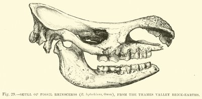 来自泰晤士河谷砖地的化石犀牛（R leptorhinus，Owen）的头骨 作者 英语学校