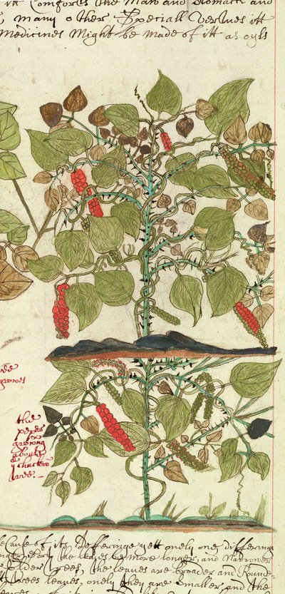 Sloane 4013 f.7 Det. "印度植物描述 "中的胡椒植物 作者 英语学校