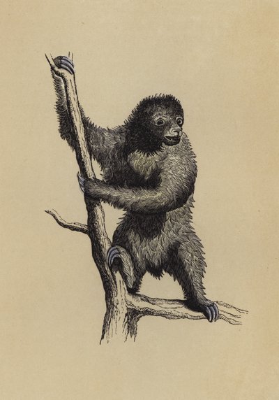 树懒（彩色平版画 作者 英语学校