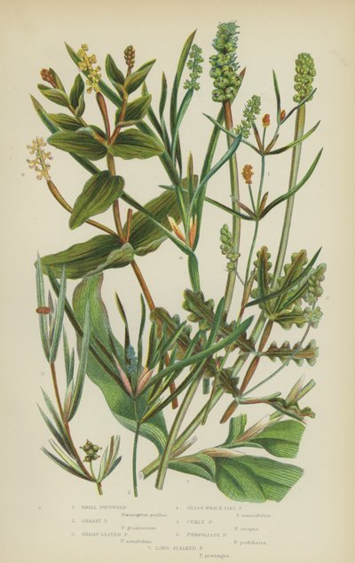 小塘边草、草塘边草、尖叶塘边草、草履状塘边草、卷曲塘边草（彩色石印版） 作者 英语学校