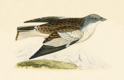 雪雀，1867年出版的查尔斯·罗伯特·布里（1811-86）的“不列颠群岛未观察到的欧洲鸟类历史”中的插图 作者 英语学校