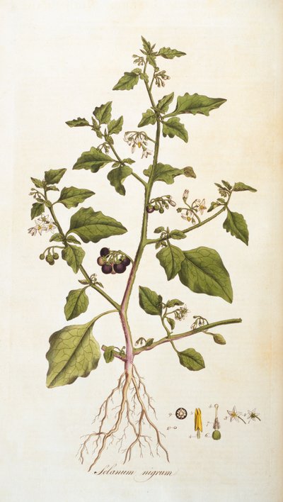 茄属植物[茄属植物]，插图来自Flora Londiniensis [伦敦花卉]作者William Curtis，出版于1777-98（彩色雕刻） 作者 英语学校
