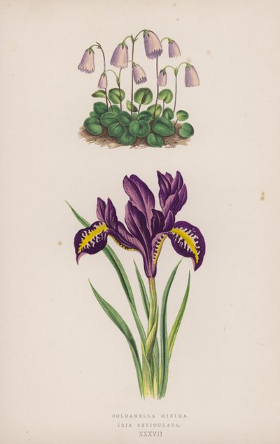 Soldanella Minima; Iris Reticulata（彩色石版画） 作者 英语学校