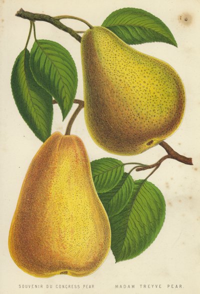 Souvenir Du Congress Pear，Mady Treyve Pear 作者 英语学校