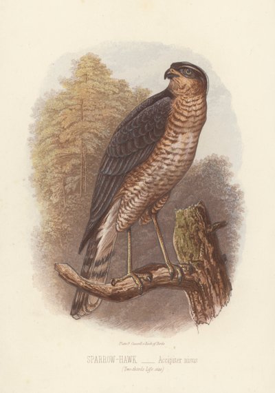雀鹰，Accipiter Nisus（彩色石版画） 作者 英语学校