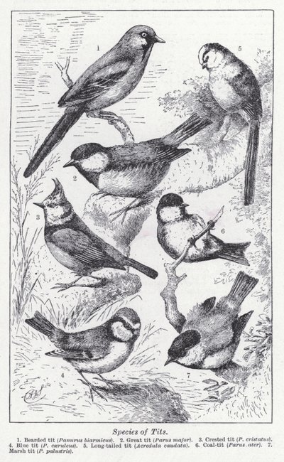 山雀的种类（石版画） 作者 英语学校