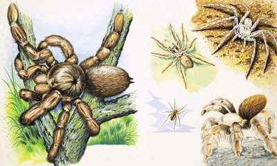 蜘蛛 作者 英语学校