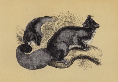 松鼠 Petaurus（彩色石版画） 作者 英语学校