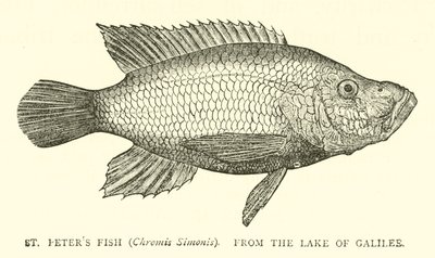 圣彼得斯鱼（Chromis Simonis），来自加利利湖 作者 英语学校