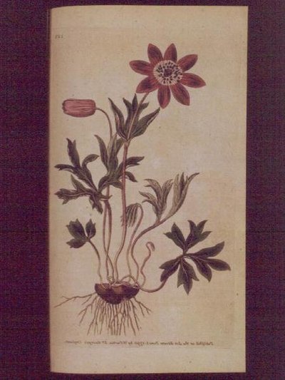 Star Anemone（Anemone hortensis），板块123来自William Curtis的