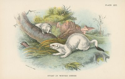 冬天穿着的Stoat 作者 英语学校