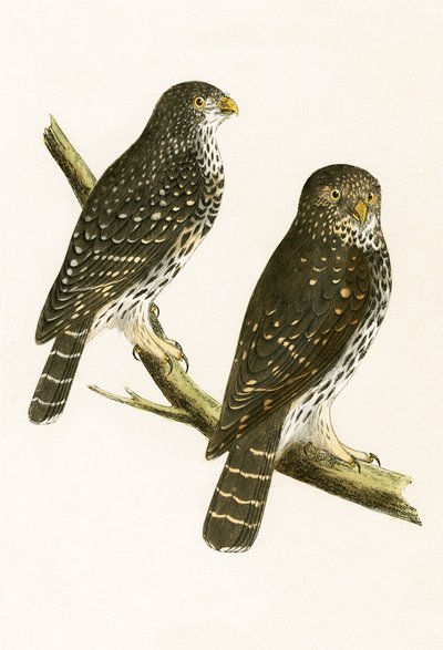 Strix Pusilla，由查尔斯·罗伯特·布里（1811-86）于1867年出版的“不列颠群岛未观察到的欧洲鸟类历史”中的插图 作者 英语学校