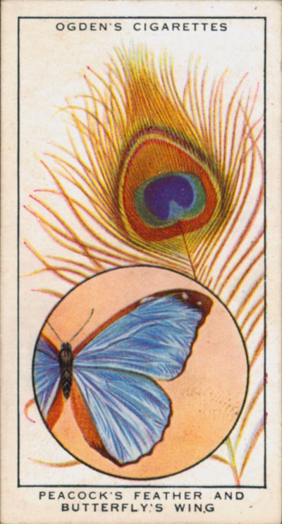 结构色与颜料、孔雀羽毛和蝴蝶翅膀的组合（彩色石版印刷） 作者 英语学校