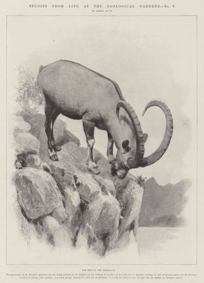 动物园生活研究（版画） 作者 英语学校