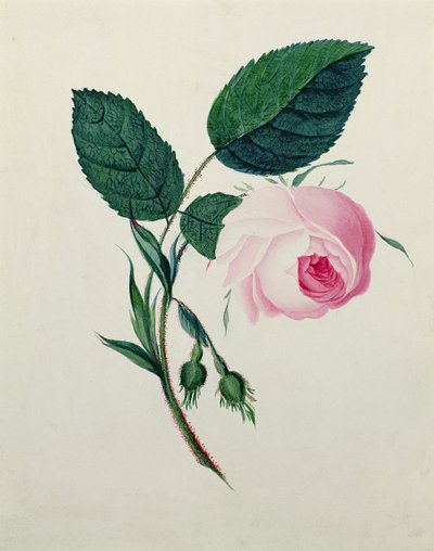 研究粉红玫瑰，1820年（纸上wc） 作者 英语学校
