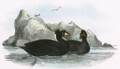 Surf Scoter 作者 英语学校