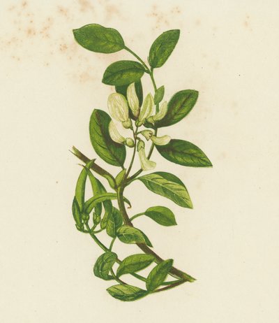 甜奶茄，黄芪（彩色石版画） 作者 英语学校