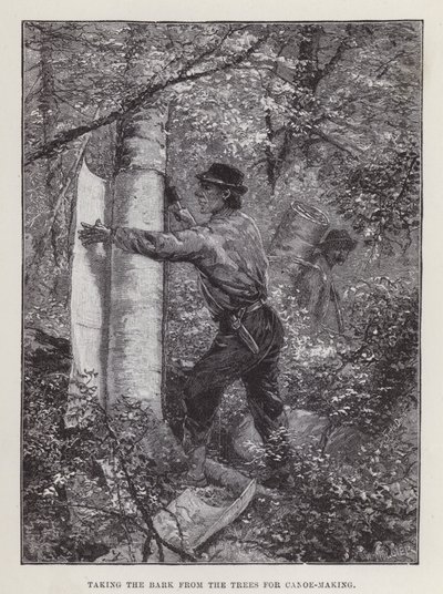 Taking the bark from the trees for canoe-making (engraving) 作者 英语学校