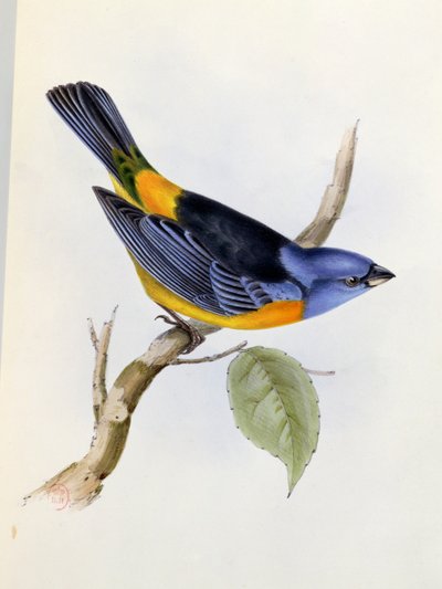 Tanagra Darwini，来自HMS Beagle 1832-36航行动物学的板块34，查尔斯达尔文（1809-92），1840年 作者 英语学校